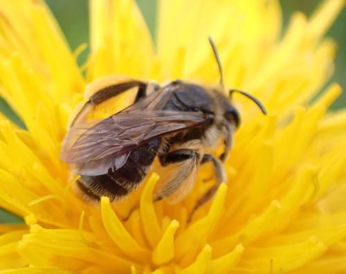 Andrena sp.